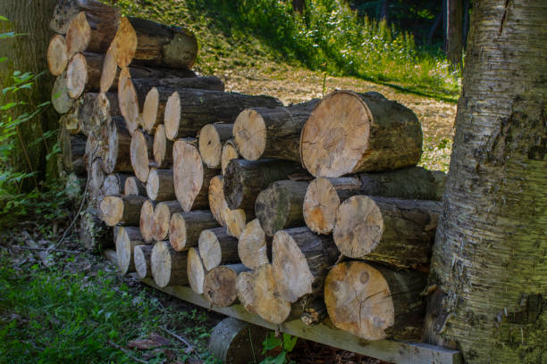 istock natural resource of cut tree logs for cooking heating firewood 1160221947