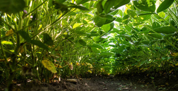 istock Green soybean plants growing in row. 1160221953