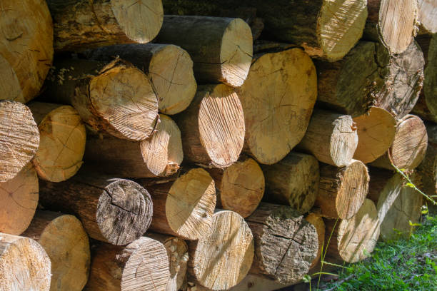 istock natural resource of cut tree logs for cooking heating firewood 1160222104