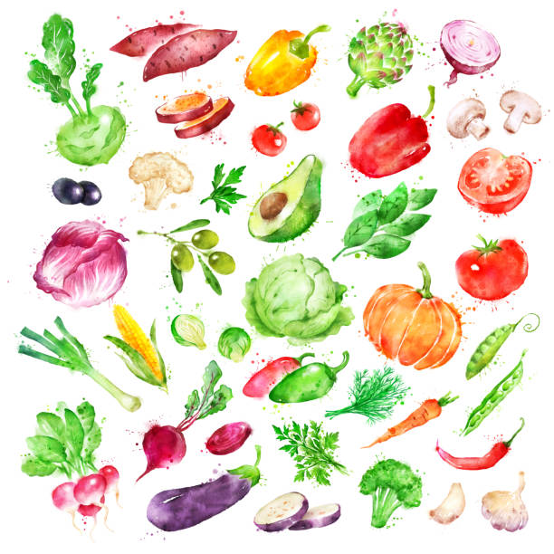 Watercolor illustration set of vegetables Hand drawn watercolor illustration set of vegetables with paint splashes. artichoke diet stock illustrations