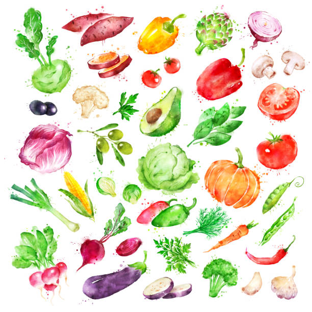 Watercolor illustration set of vegetables Hand drawn watercolor illustration set of vegetables with paint splashes. cauliflower nutrition stock illustrations