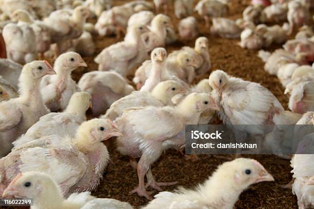 Foto de Aves e mais fotos de stock de Animal - Animal, Animal de Fazenda, Anti-higiênico