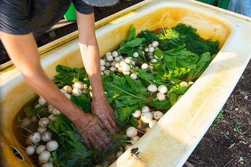 A  farmer washing some freshly harvesting turnips in a tub on an organic farm.  The farm is a Community Shared Agriculture project where people buy shares in the food production in exchange for a weekly supply of produce.