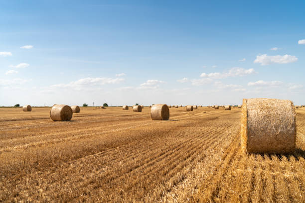 istock haystacks lie on a field harvesting on a farm 1160226362