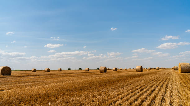 istock haystacks lie on a field harvesting on a farm 1160226490
