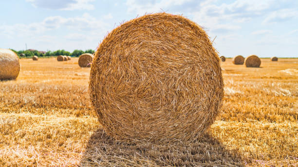 istock haystacks lie on a field harvesting on a farm 1160226556