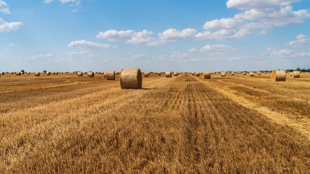 istock haystacks lie on a field harvesting on a farm 1160226571