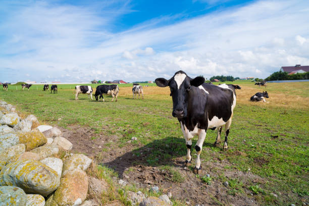 istock curious frisian cow 1160226967