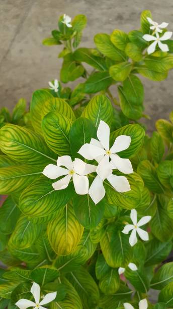 istock Avar green and white flowers 1160227260
