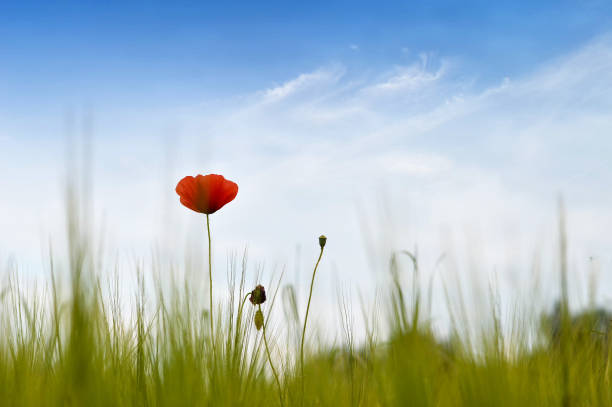 istock Red poppy flower in a wheat field 1160227369