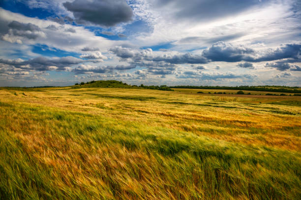 istock Beautiful wheat field in windy weather. Ukraine 1160227571