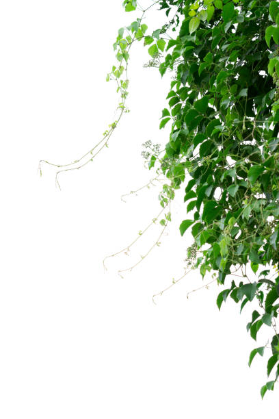 istock Green leaves tree on isolated background make for frame  product concept. 1160228702