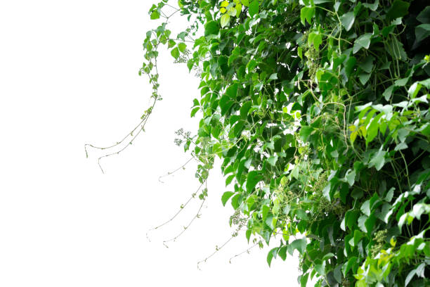 istock Green leaves tree on isolated background make for frame  product concept. 1160228802