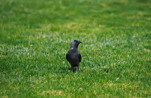 Black crow standing on grass field. Small crow in grass