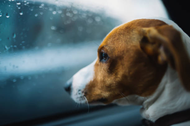 Dog sitting in a car and looking through the window of car. Jack russell is locked in the car alone. It's raining. Profile view