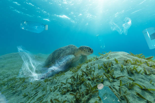problema global submarino con basura plástica - turtle grass fotografías e imágenes de stock