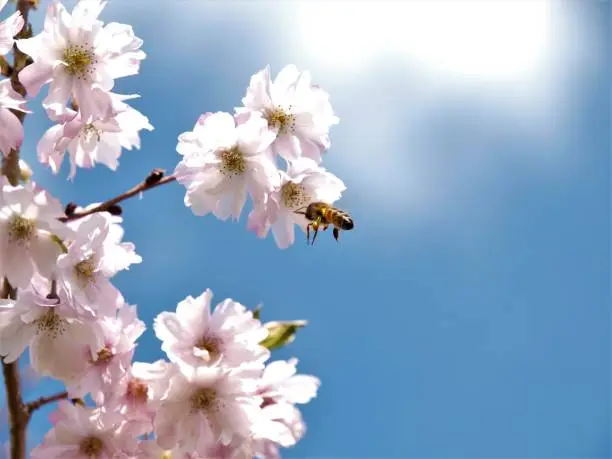 A bee hovering next to a branch of a Prunus spring blossom collecting nectar from the flowers.