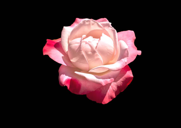 istock Pink rose flower isolated on black background, macro. 1160231372