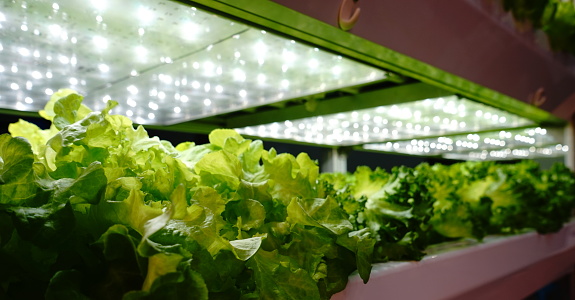 LED Light, Growth, Lighting Equipment, Illuminated, Agriculture