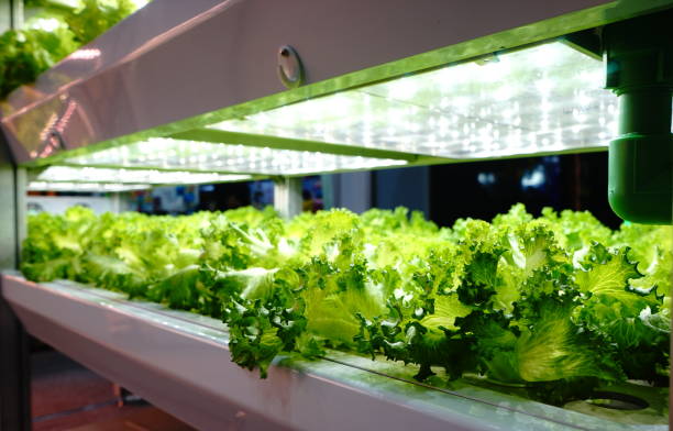 istock Hydroponic vegetables salad with Health food 1160232742