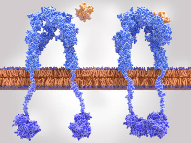 istock Insulin receptor inactivated (left) and activated (right) after insulin binding 1160233043