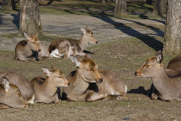 Deer Sleeping stock photo