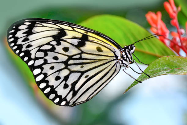 istock Closeup   beautiful butterfly sitting on flower. 1160233843