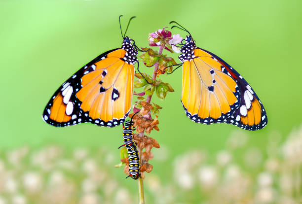 istock Closeup   beautiful butterflies sitting on flower. 1160234091