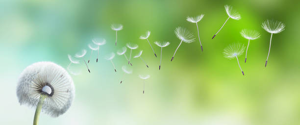 pusteblume no jardim - dandelion macro seed nature - fotografias e filmes do acervo