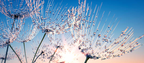 istock Flying puss flower seeds 1160235215