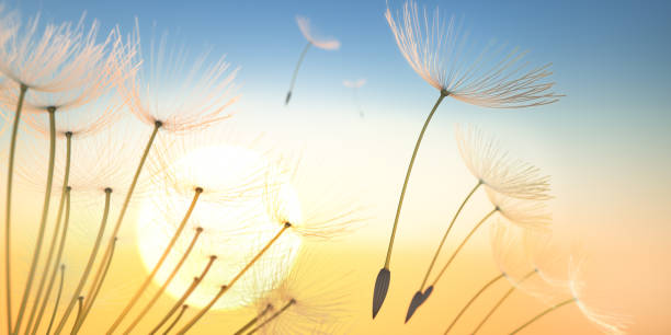 istock Pusteblumen seeds in the evening sky 1160235251