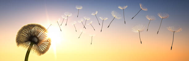 istock Single puss flower in the wind in the evening 1160235291