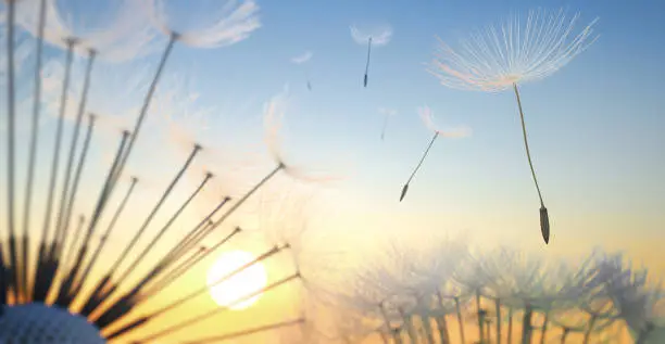 Dandelion with flying seeds in the sunlight at sunrise