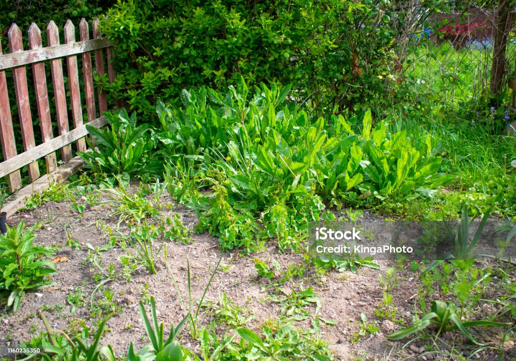 Neglected garden Uncultivated garden with weeds, dry soil and aged wooden fence Yard - Grounds Stock Photo