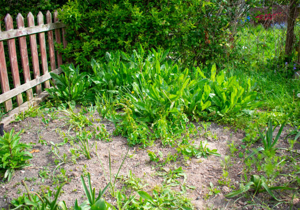 Neglected garden Uncultivated garden with weeds, dry soil and aged wooden fence uncultivated stock pictures, royalty-free photos & images