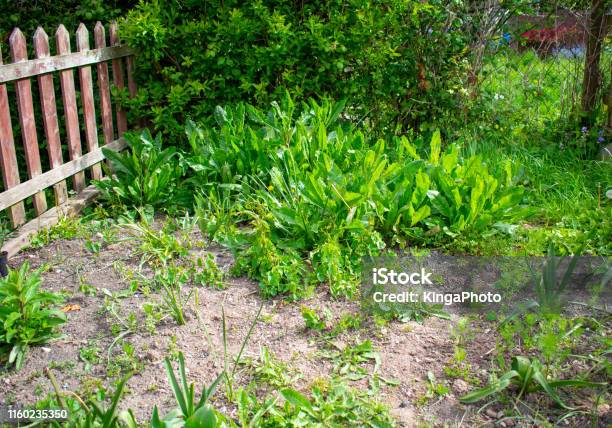 Neglected Garden Stock Photo - Download Image Now - Yard - Grounds, Uncultivated, Weeding