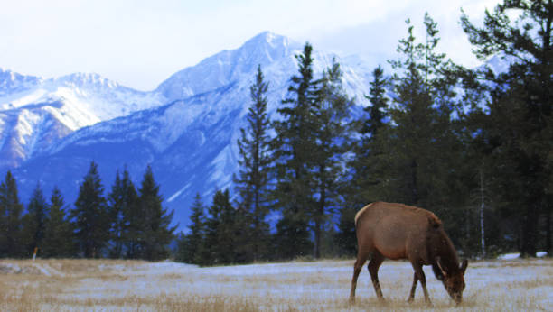 istock Canadian Rockies 1160236420
