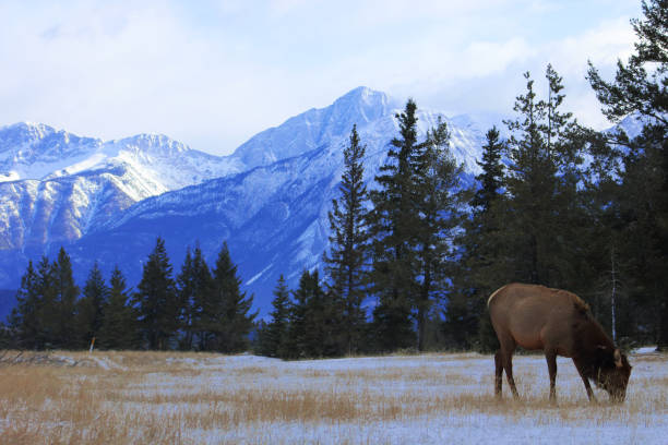 istock Canadian Rockies 1160236637