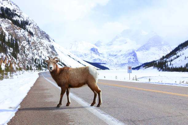 istock Canadian Rockies 1160237434