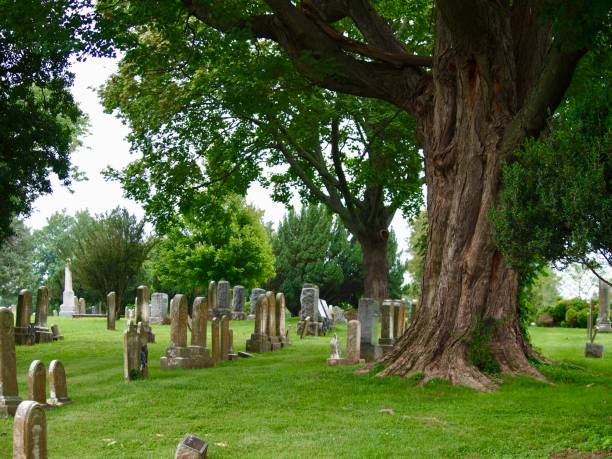 istock Huge tree in old American cemetery 1160237534