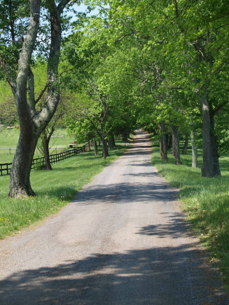 istock Unpaved road leads through avenue of trees 1160237535