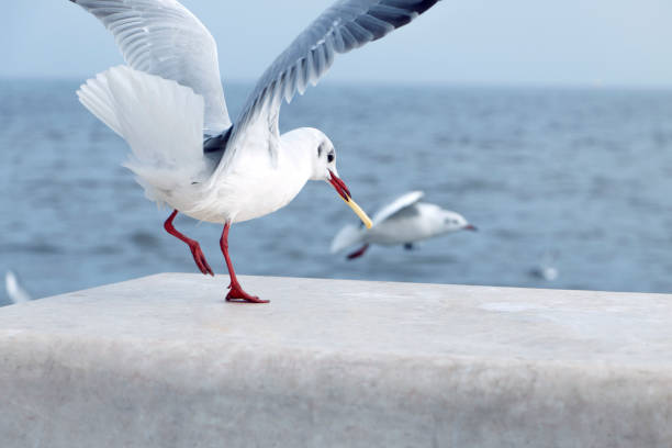 istock beautiful Gulls eat by the sea 1160238556