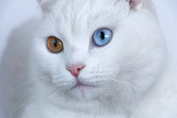 istock white cat with colorful eyes 1160239828