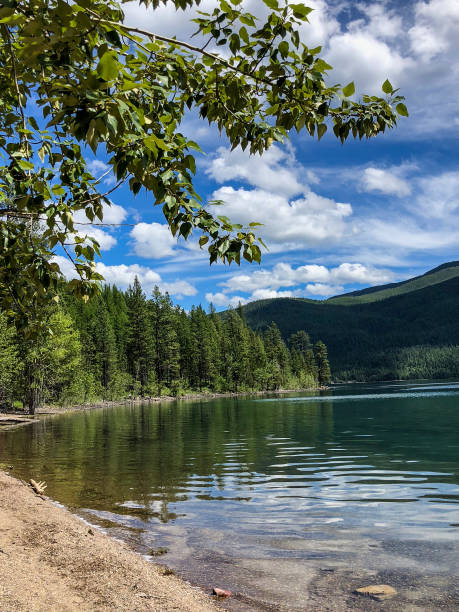 istock Green branches hanging over lake at national park 1160239964