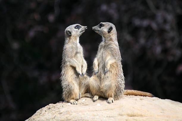 istock Meerkats from Southern Africa 116024097