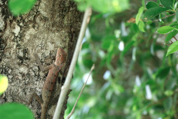 istock The lizard is on the tree. The lizard tried to camouflage the environment. 1160240986