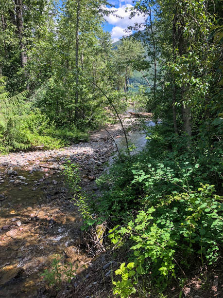 istock Nature trail through forest at national park 1160241130