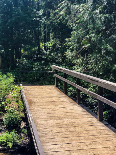 istock Wooden boardwalk bridge through forest at national park 1160241349