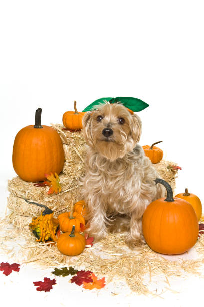 istock Sitting With the Pumpkins 116024137