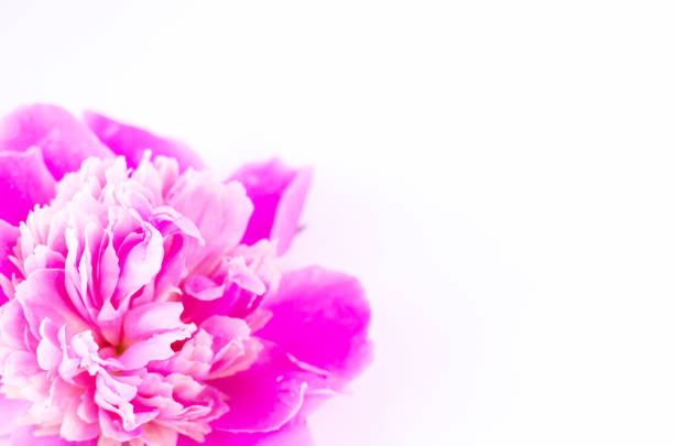 Close-up of a pink peony bud on a white background. There is free space for text.